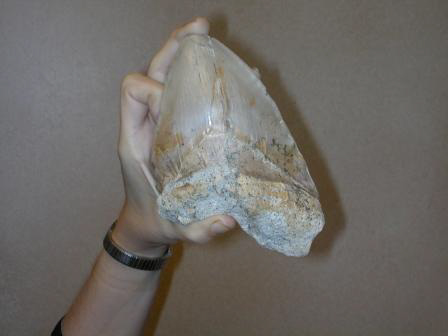 Great White Shark Tooth